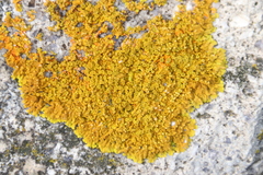 Dufourea