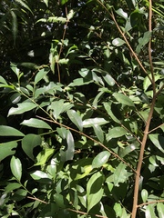 Pyrenaria microcarpa