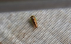 Populicerus nitidissimus