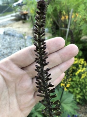 Ligularia przewalskii