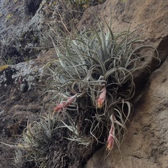 Tillandsia erubescens