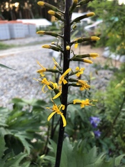 Ligularia przewalskii