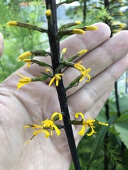 Ligularia przewalskii
