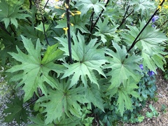 Ligularia przewalskii