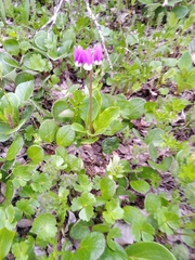 Primula frigida