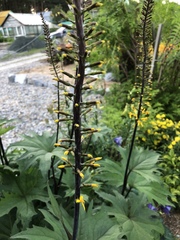 Ligularia przewalskii