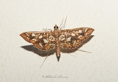 Nausinoe