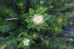 Phylica dioica