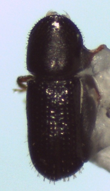 Hemicryphalus
