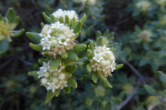 Phylica dioica