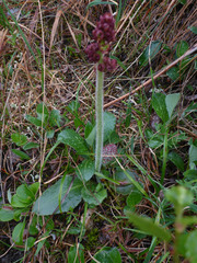 Micranthes hieraciifolia