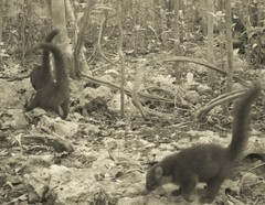 Nasua narica nelsoni