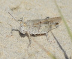 Heliastus subroseus