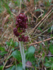 Micranthes hieraciifolia