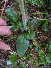Micranthes hieraciifolia