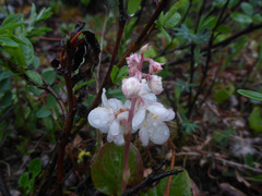 Pyrola grandiflora