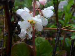 Pyrola grandiflora