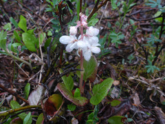 Pyrola grandiflora