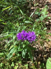 Campanula glomerata