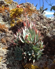 Echeveria subalpina