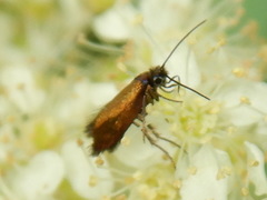 Micropterix aruncella
