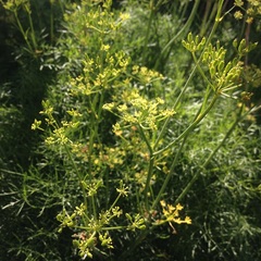Arracacia tolucensis multifida