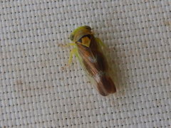 Populicerus nitidissimus