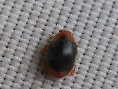 Scymnus ferrugatus