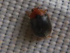 Scymnus ferrugatus