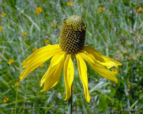 waxy coneflower (Rudbeckia glaucescens)