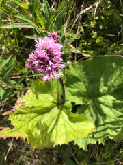 Adenostyles alliariae