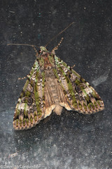 Anaplectoides prasina