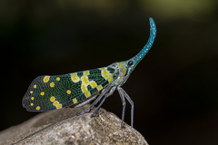 Pyrops viridirostris