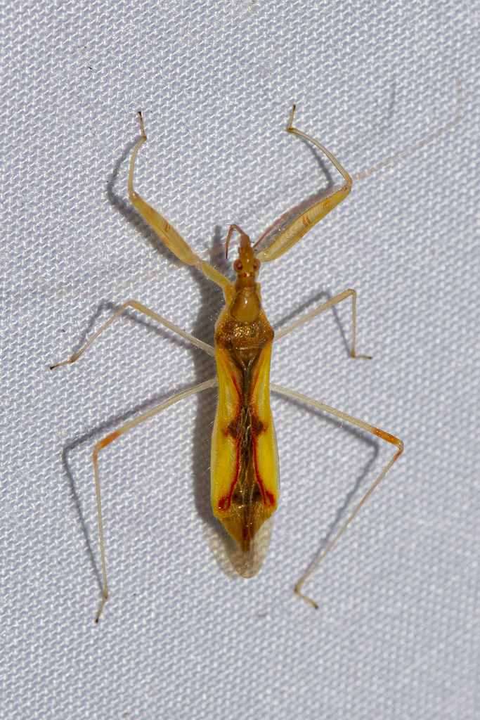 Gorpis cribraticollis