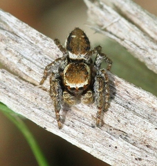 Evarcha hoyi