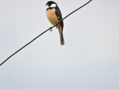 Sporophila torqueola