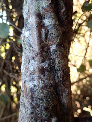 Pseudopanax ferox