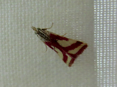Microtheoris vibicalis