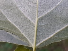 Populus nigra nigra