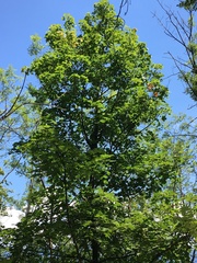 Acer platanoides