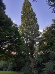 Populus nigra nigra