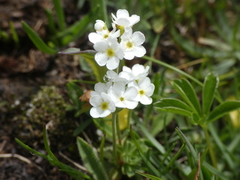 Androsace obtusifolia