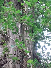 Populus nigra nigra
