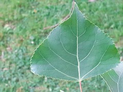 Populus nigra nigra