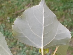 Populus nigra nigra