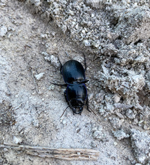 Pasimachus marginatus