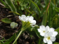 Androsace obtusifolia