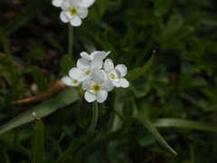 Androsace obtusifolia