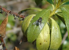 Cochliomyia