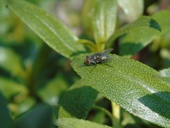 Cochliomyia